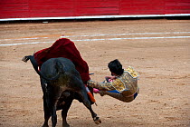 Matador in final stages of bullfight leaps over bull to pierce bull between horns with blade, Plaza de Toros, Mexico City, Mexico  Sequence