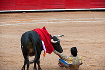 Matador on ground, rolling away from charging bull in final stages of bullfight, Plaza de Toros, Mexico City, Mexico  Sequence