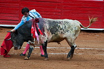 Matador challenges charging bull with red cloak in final stages of bullfight, Plaza de Toros, Mexico City, Mexico