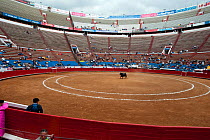 Bull in centre of Bullring, Plaza de Toros, Mexico City, Mexico