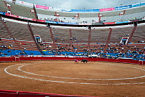 Bull charging at Matador in bullring, Plaza de Toros, Mexico City, Mexico