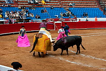 Picador spearing bull with Matadors watching in final stages of bullfight, Plaza de Toros, Mexico City, Mexico