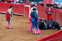Matador and his cuadrilla surround dying bull at bullfight, Plaza de Toros, Mexico City, Mexico