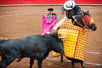 Picador taunts bull with spear to test its aggression, Plaza de Toros, Mexico City, Mexico