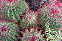 Barrel cactus (Ferocactus pilosus) Chihuahuan desert, Mexico