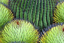 Barrel cactus (Echninocactus platyacanthus) and Yucca plants, Chihuahuan desert, Mexico