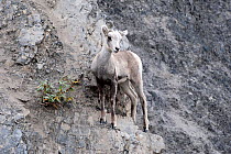 Stone sheep (Ovis dalli stonei) on rocks, Stone Mountain, British Columbia, Canada