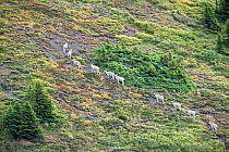 Male Dall sheep (Ovis dalli) herd walking in line, South Nahanni Backbone Range, Mackenzie Mountains, North West Territories, Canada