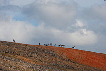 Northern mountain caribou (Rangifer tarandus caribou) male with velvet on antlers, South Nahanni Region, Thundercloud Range, Mackenzie Mountains, Northwest Territories, Canada