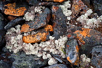 Close-up of rocks and lichens, Mackenzie Mountains, Northwest Territories, Canada