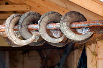 Four Dall sheep (Ovis dalli) ram horns hung up, harvest from legal hunting, Mackenzie Mountains, Northwest Territories, Canada
