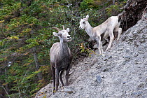 Stone sheep (Ovis dalli stonei) with lamb, Stone Mountain, British Columbia, Canada