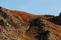 Young Dall sheep (Ovis dalli) rams on ridge, Denali National Park, Alaska, USA