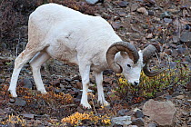 Dall sheep (Ovis dalli) ram feeding, Denali National Park, Alaska, USA