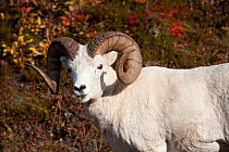 Dall sheep (Ovis dalli) ram feeding, Denali National Park, Alaska, USA