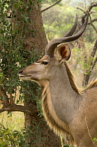 Greater Kudu {Tragelaphus strepsiceros} Kruger NP, South Africa