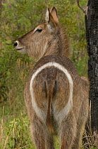 Rear view of Common Waterbuck (Kobus ellipsiprymnus) showing markings, female, Kruger NP, South Africa