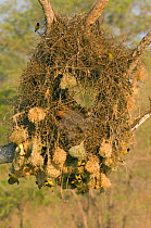 African masked weaver birds (Ploceus velatus} build nests on the nest of an Egyptian goose (Alopochen aegyptiacus} Kruger NP, South Africa
