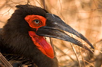 Southern Ground Hornbill (Bucorvus leadbeateri) resting in shade, Kruger NP, South Africa