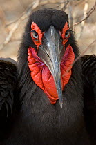 Southern Ground Hornbill (Bucorvus leadbeateri) resting in shade, Kruger NP, South Africa
