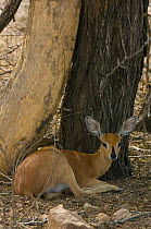 Female Steenbok (Raphicerus campestris) resting in shade, Kruger NP, South Africa