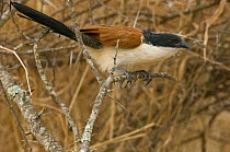 Burchell's coucal {Centropus superciliosus burchellii} Kruger NP, South Africa
