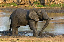 Male African elephant {Loxodonta africana} taking a mud bath,  Kruger NP, South Africa