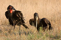 Southern Ground Hornbill ( bucorvus leadbeateri) juvenile feeding on snake that has been given to it by the adult,  Kruger NP, South Africa