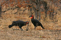 Southern Ground Hornbill (Bucorvus leadbeateri) carrying tortoise prey to nest, Kruger NP, South Africa