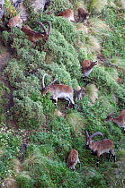 Walia ibex (Capra ibex walie) feeding on steep slope, Simien Mountains NP, Ethiopia