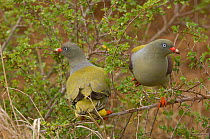 Two African green pigeon {Treron calva} feeding in bush, Kruger NP, South Africa