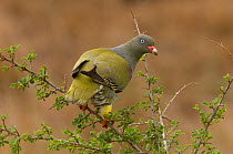 African green pigeon {Treron calva} perched in bush, Kruger NP, South Africa