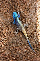 Male Agama lizard {Agama atricollis} on tree trunk, Kruger NP, South Africa