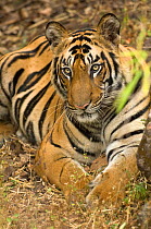 Bengal tiger {Panthera tigris tigris} resting, Bandhavgarh NP, Madhya Pradesh, India