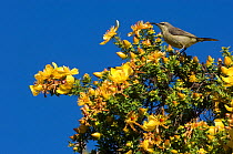 Tacazze sunbird (Nectarinia tacazze) female on flowering bush, Simien Mountains NP, Ethiopia