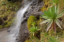 Waterfall with Giant lobelia plants, Simien Mountains NP, Ethiopia