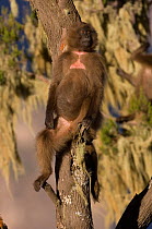 Young Gelada baboon (Theropitecus gelada) resting on tree, Simien Mountains NP, Ethiopia