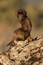 Gelada baboon (Theropitecus gelada) young resting on rock, Simien Mountains NP, Ethiopia