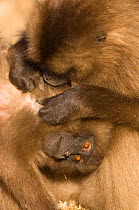 Gelada baboon (Theropitecus gelada) mother grooming young, Simien Mountains NP, Ethiopia