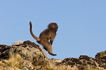 Gelada baboon (Theropitecus gelada) resting young playing, jumping over rocks, Simien Mountains NP, Ethiopia