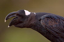 Thick billed raven (Corvus crassirostris) calling, Simien Mountains NP, Ethiopia