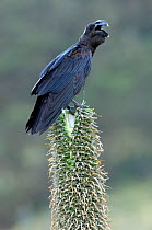 Thick billed raven (Corvus crassirostris) perched on Lobelia, calling, Simien Mountains NP, Ethiopia