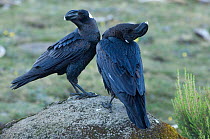 Thick billed raven (Corvus crassirostris) pair displaying, Simien Mountains NP, Ethiopia