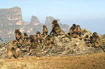 Gelada baboon (Theropitecus gelada) male with troop of females in landscape, Simien Mountains NP, Ethiopia