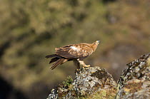 Tawny eagle (Aquila rapax) perched, watching for possible attack by bird of prey, Simien Mountains NP, Ethiopia