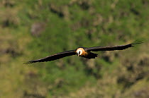 Bearded vulture (Gypaetus barbatus) in flight, Simien Mountains NP, Ethiopia