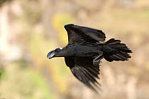 Thick billed raven (Corvus crassirostris) in flight, Simien Mountains NP, Ethiopia