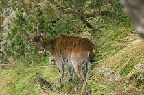 Walia ibex (Capra ibex walie) female, Simien Mountains NP, Ethiopia, Endangered