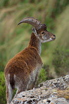Walia ibex (Capra ibex walie) male, Simien Mountains NP, Ethiopia, Endangered