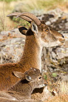 Walia ibex (Capra ibex walie) Female and young, Simien Mountains NP, Ethiopia, Endangered